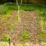 weed-filled garden - photo by: ryan sterritt