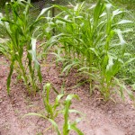 corn - photo by: ryan sterritt