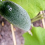 cucumber - photo by: ryan sterritt