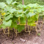 cucumber plants - photo by: ryan sterritt