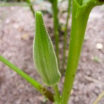 okra - photo by: ryan sterritt