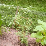 tomato plant - photo by: ryan sterritt