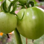 tomatoes - photo by: ryan sterritt