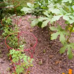 tomato cages - photo by: ryan sterritt