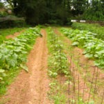 produce garden - photo by: ryan sterritt