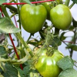 summer tomatoes - photo by: ryan sterritt