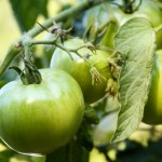 close tomatoes - photo by: ryan sterritt