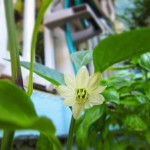 pepper bud growing - photo by: ryan sterritt