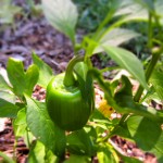 bell pepper - photo by: ryan sterritt