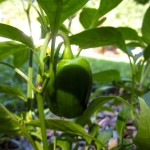 summer pepper - photo by: ryan sterritt
