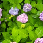 hydrangea bush - photo by: ryan sterritt