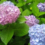 hydrangea blooms - photo by: ryan sterritt