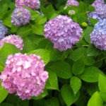 hydrangea blooms - photo by: ryan sterritt