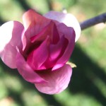 magnolia bloom - photo by: ryan sterritt