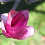 tulip bloom - photo by: ryan sterritt