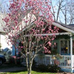 tulip tree - photo by: ryan sterritt