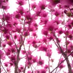 blooms - photo by: ryan sterritt