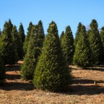 cyprus xmas trees - photo by: ryan sterritt