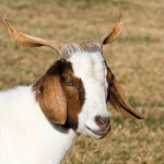 mr goat - photo by: ryan sterritt