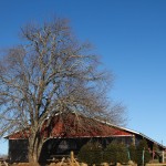 old tree - photo by: ryan sterritt