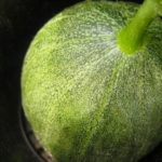 life of a melon - photo by: ryan sterritt