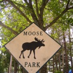 moose parking - photo by: ryan sterritt
