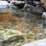 indoor pond - photo by: ryan sterritt