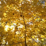 yellow leaves - photo by: ryan sterritt