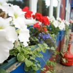 newick's window box - photo by: ryan sterritt