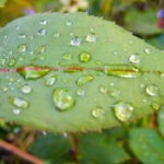 wet leaf - photo by: ryan sterritt