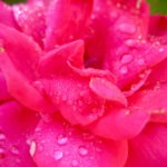 pink rose - photo by: ryan sterritt