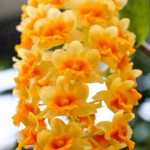 2012 spring orchids - photo by: ryan sterritt