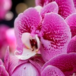 2012 spring orchids - photo by: ryan sterritt