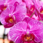 2012 spring orchids - photo by: ryan sterritt