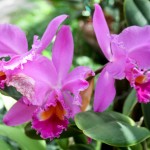 2012 spring orchids - photo by: ryan sterritt