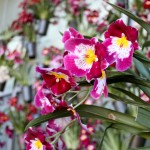 2012 spring orchids - photo by: ryan sterritt