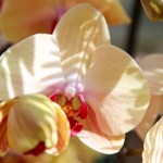 2012 spring orchids - photo by: ryan sterritt