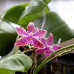 2012 spring orchids - photo by: ryan sterritt