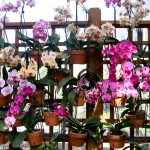 2012 spring orchids - photo by: ryan sterritt