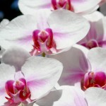 2012 spring orchids - photo by: ryan sterritt