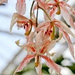 2012 spring orchids - photo by: ryan sterritt