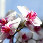 2012 spring orchids - photo by: ryan sterritt