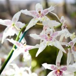 2012 spring orchids - photo by: ryan sterritt