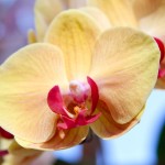 2012 spring orchids - photo by: ryan sterritt