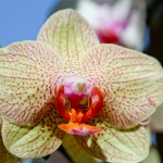 2012 spring orchids - photo by: ryan sterritt