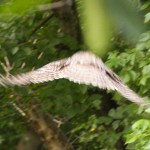 flying away - photo by: ryan sterritt