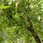 hiding in tree - photo by: ryan sterritt