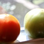 tomatoes ripening in window - photo by: ryan sterritt