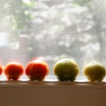 ripening tomatoes - photo by: ryan sterritt