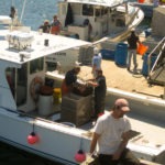 lobster boats unloading - photo by: ryan sterritt
